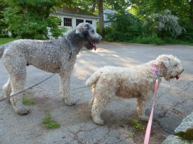 Casey and Willow...hot walk